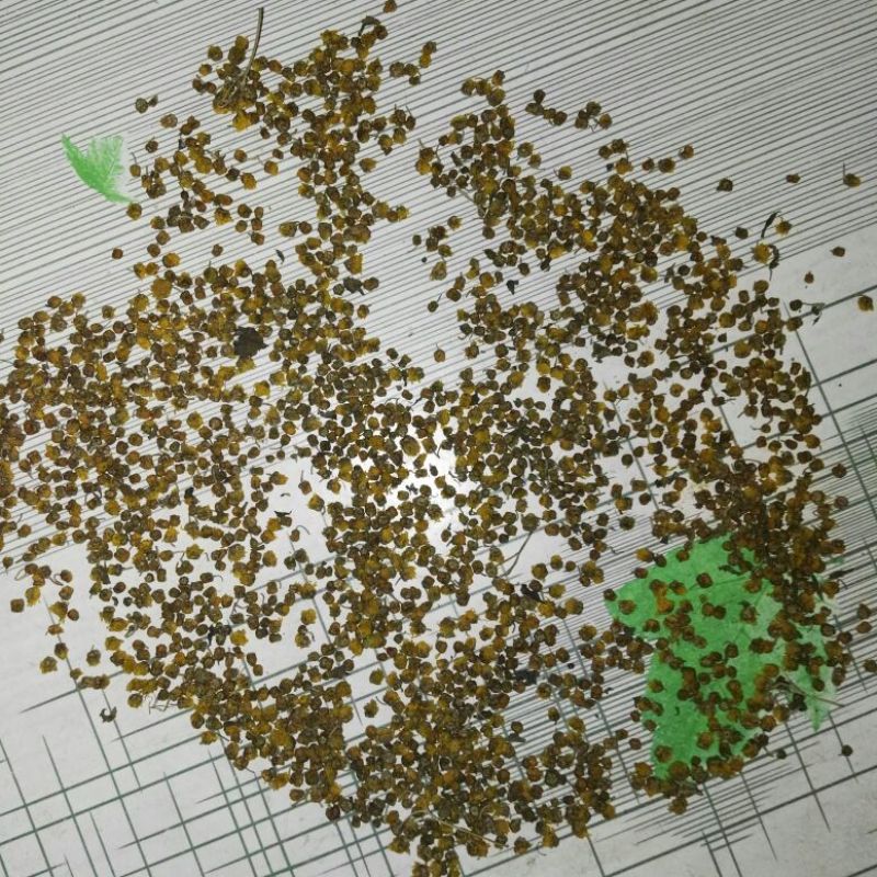 野菊花散装