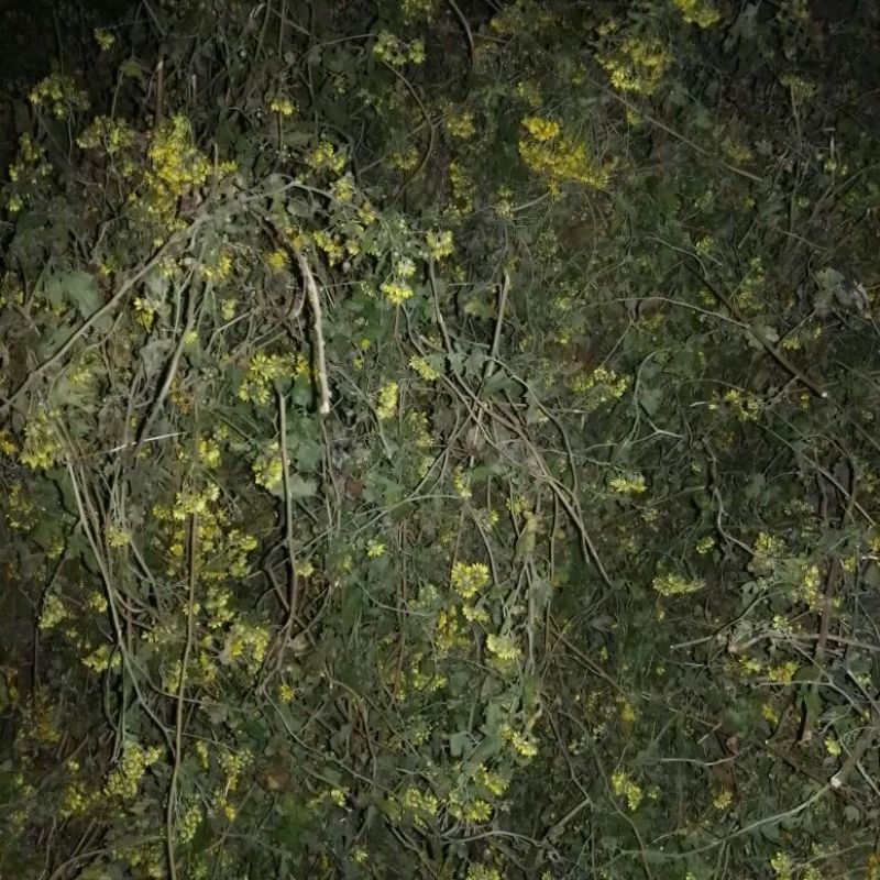 野菊花散装