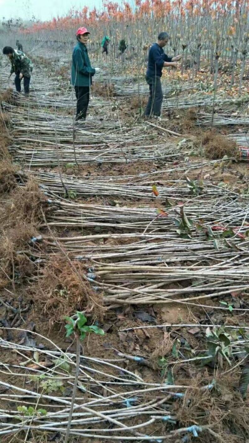 黑珍珠樱桃苗，矮化樱桃苗基地，山东樱桃苗育苗基地