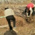黑珍珠樱桃苗，矮化樱桃苗基地，山东樱桃苗育苗基地