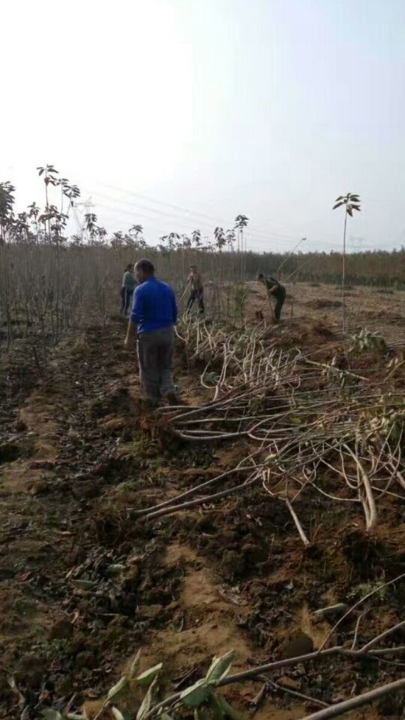 黑珍珠樱桃苗，矮化樱桃苗基地，山东樱桃苗育苗基地
