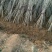 黑珍珠樱桃苗，矮化樱桃苗基地，山东樱桃苗育苗基地