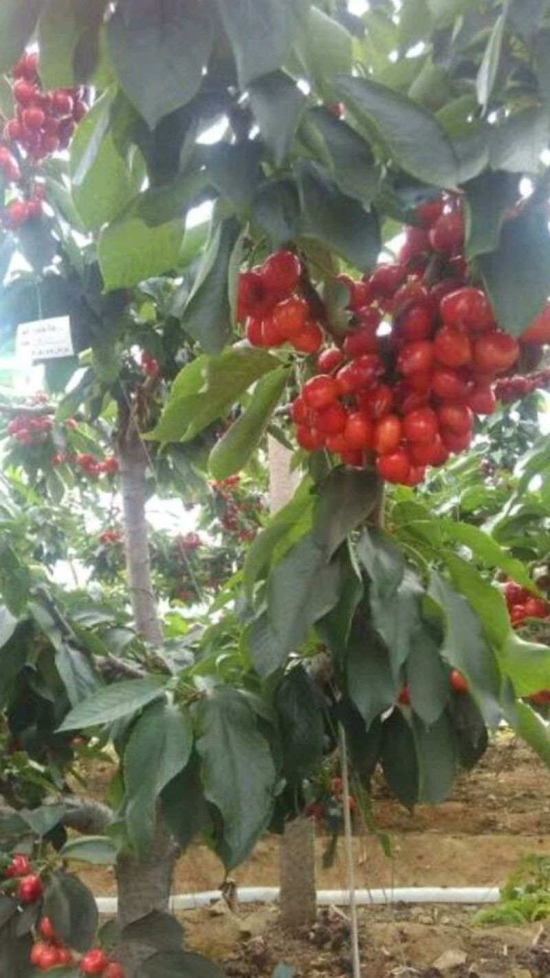 黑珍珠樱桃苗，矮化樱桃苗基地，山东樱桃苗育苗基地