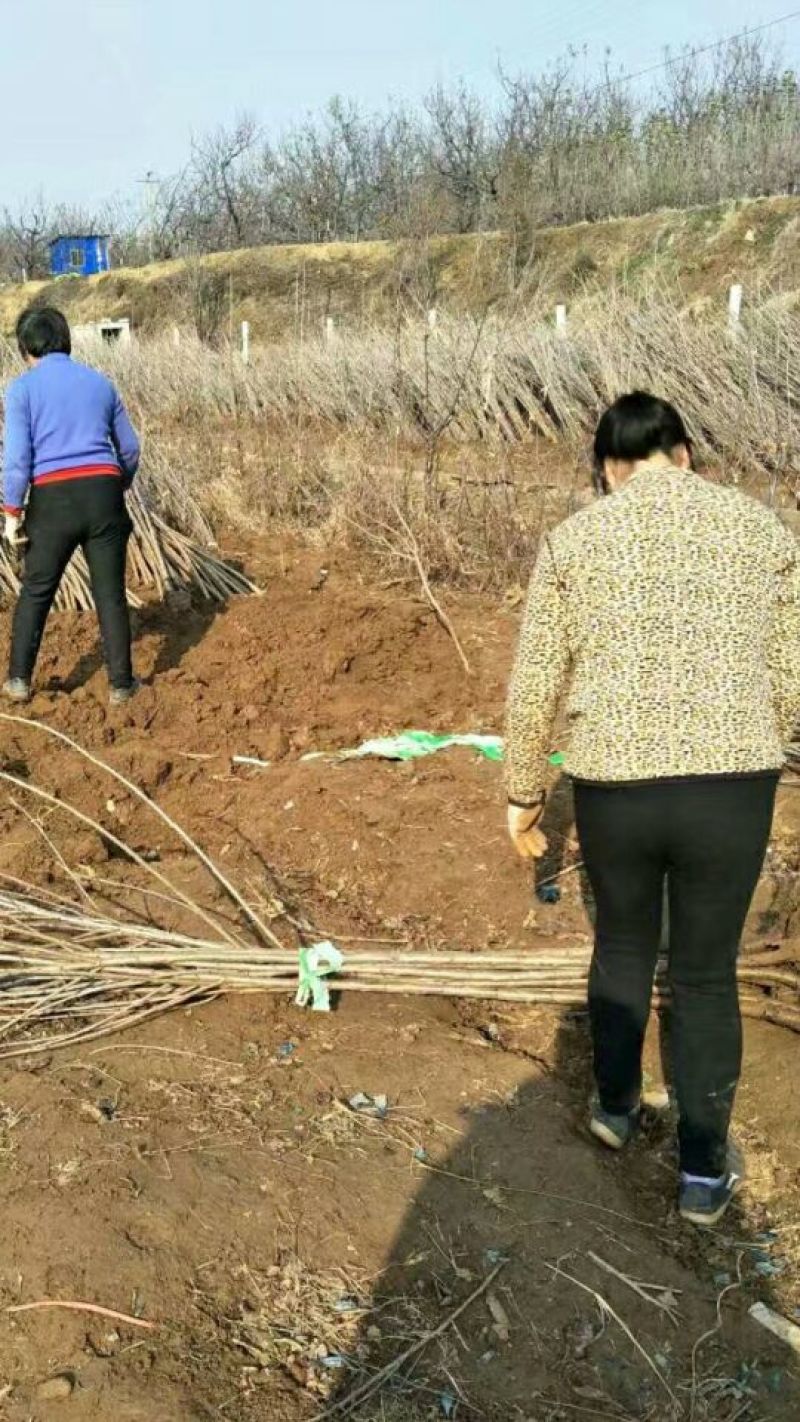 车厘子苗美早樱桃苗山东矮化樱桃苗育苗基地樱桃树苗新品种