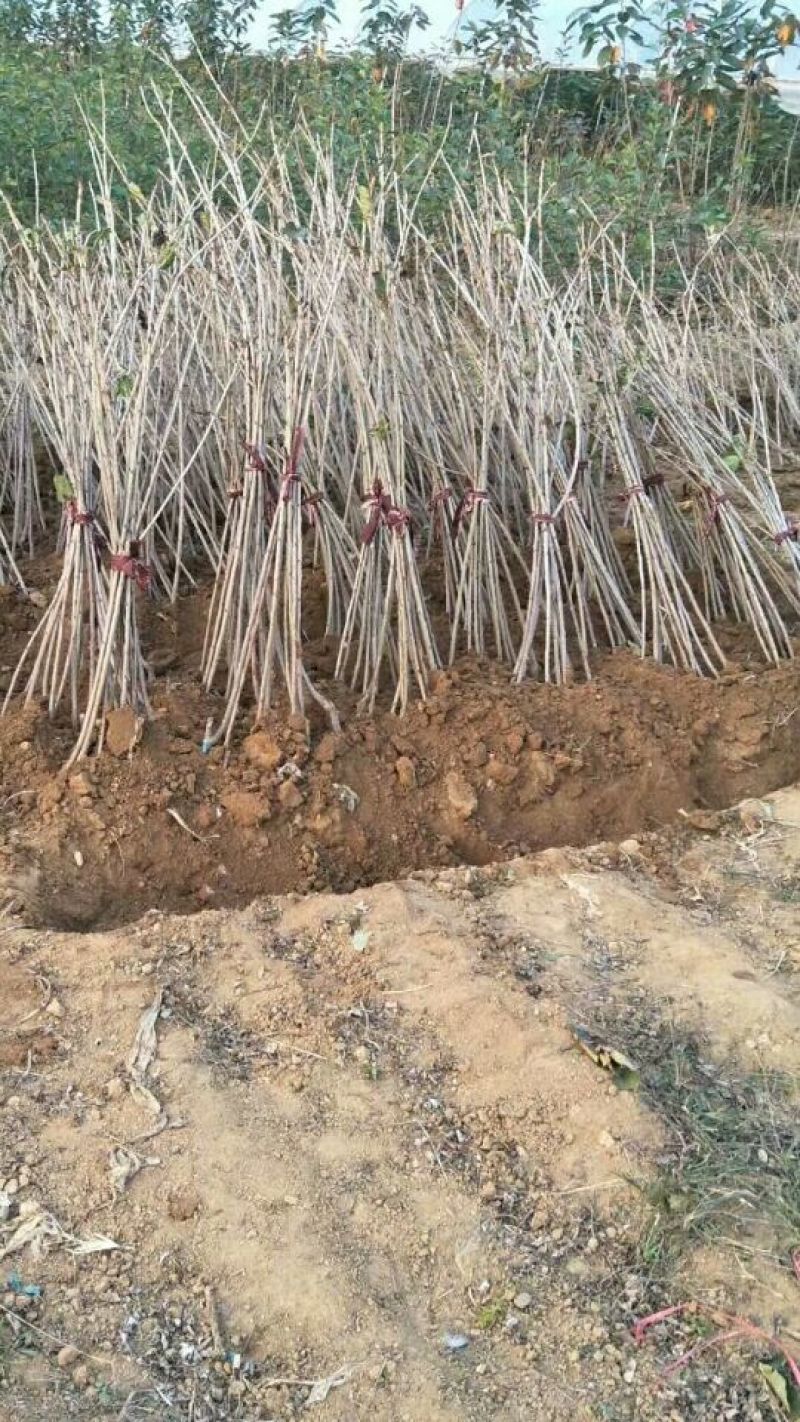 车厘子苗美早樱桃苗山东矮化樱桃苗育苗基地樱桃树苗新品种