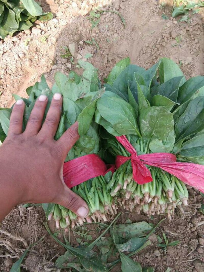 精品菠菜20一25厘米