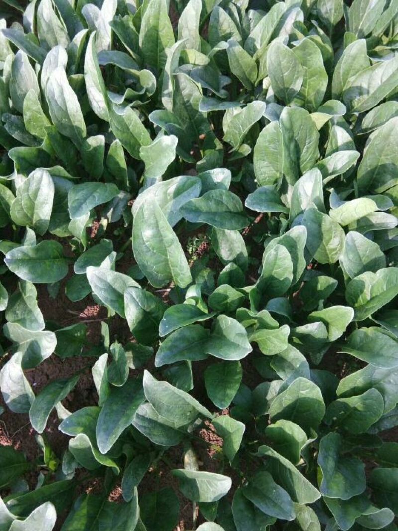 精品菠菜20一25厘米