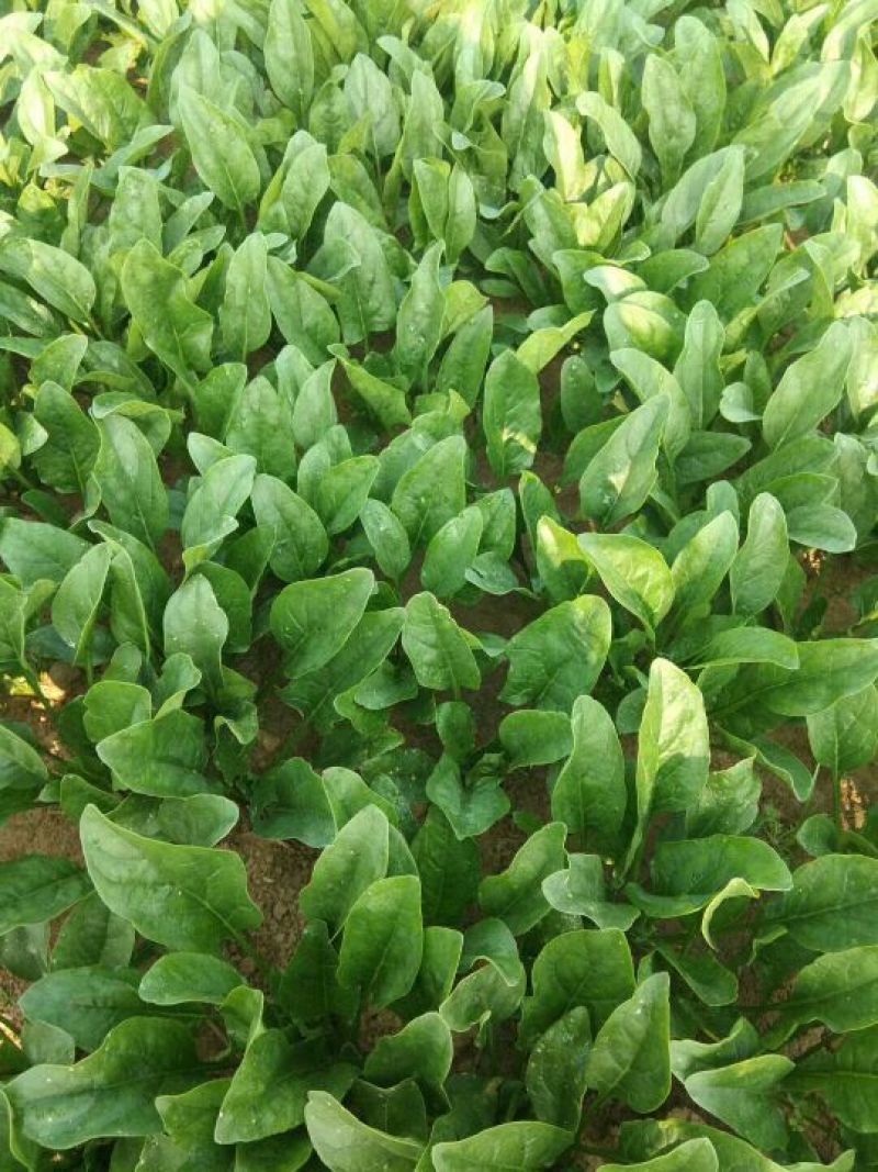 精品菠菜20一25厘米