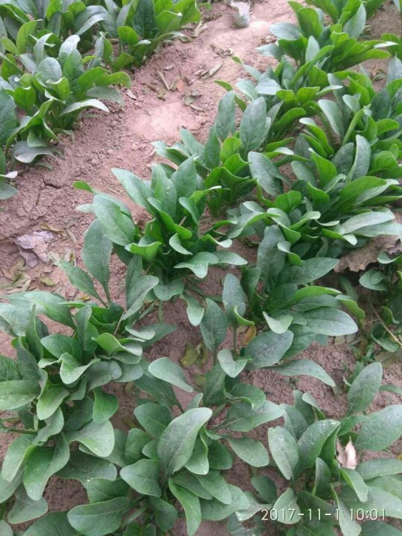 精品菠菜20一25厘米