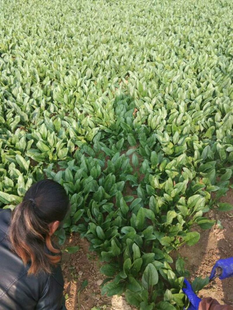 成武县大棚里精品菠菜20一25厘米