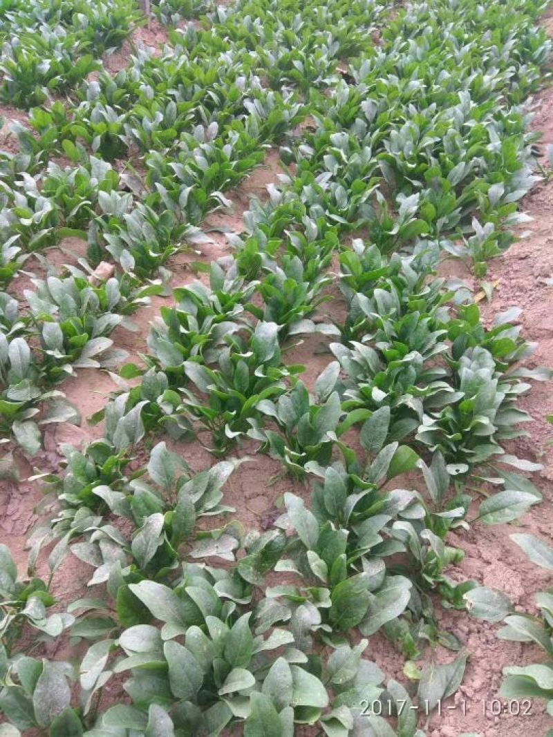 成武县大棚里精品菠菜20一25厘米