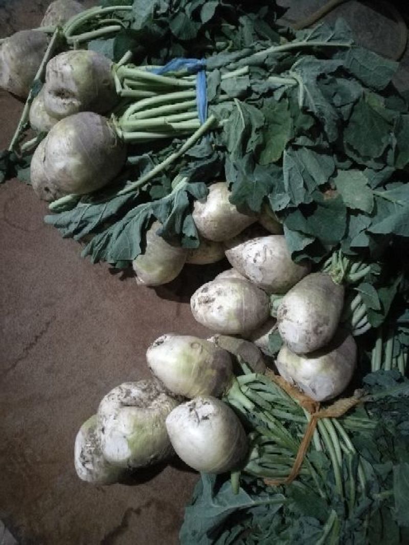 芥菜头/疙瘩/酱菜厂原料/6000亩基地直供/一手货源