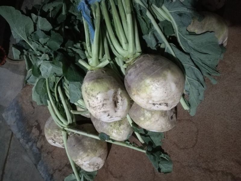 芥菜头/疙瘩/酱菜厂原料/6000亩基地直供/一手货源