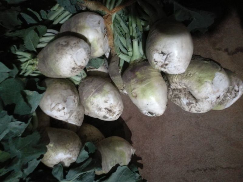 芥菜头/疙瘩/酱菜厂原料/6000亩基地直供/一手货源