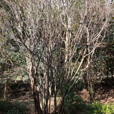 紫薇4~6cm3~3.5米1~2米