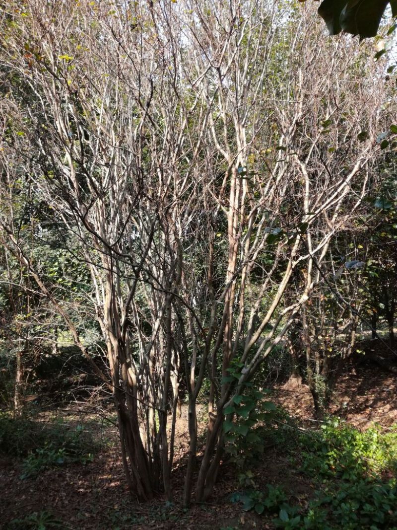 紫薇4~6cm3~3.5米1~2米
