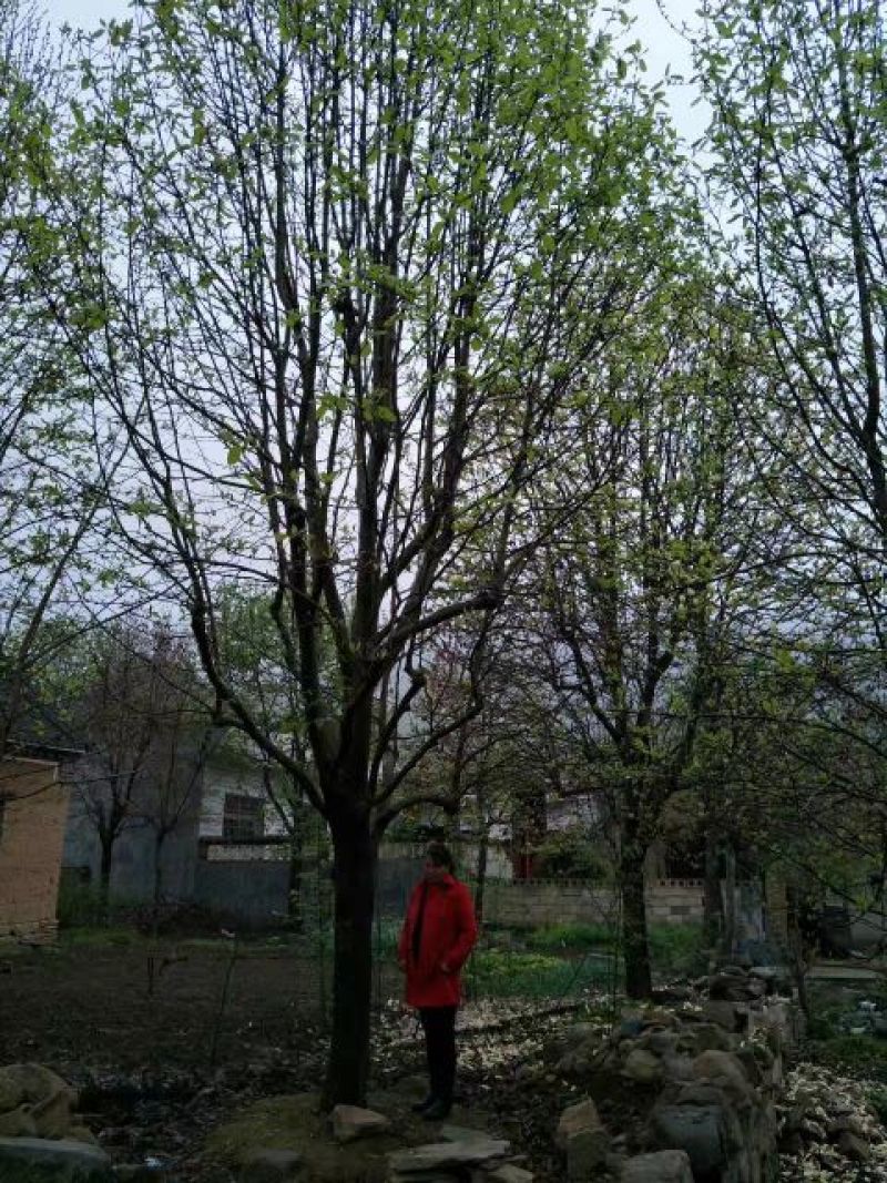 玉兰树18~20cm