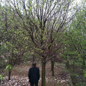 玉兰树18~20cm
