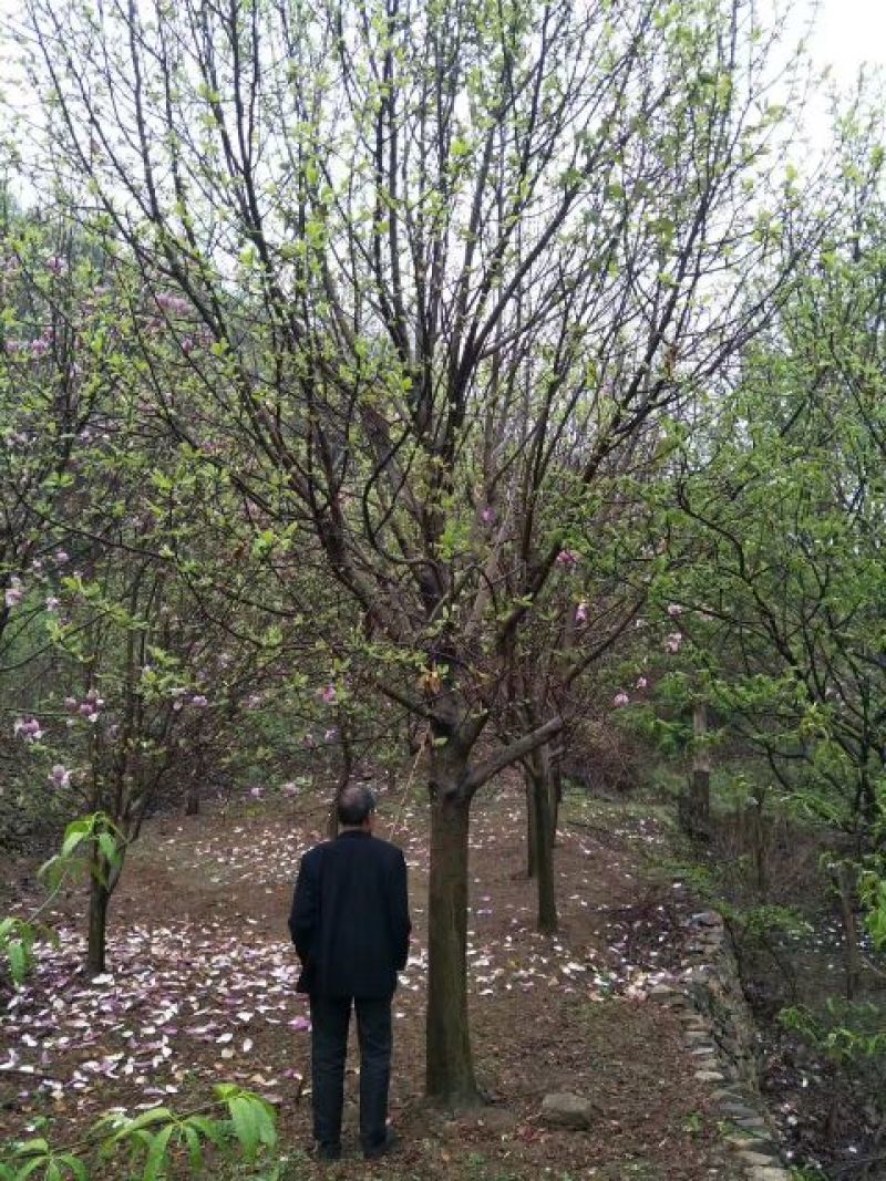 玉兰树18~20cm