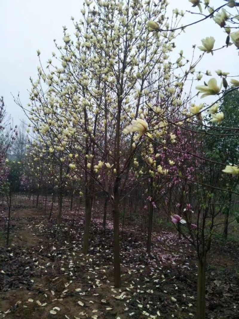 玉兰树18~20cm