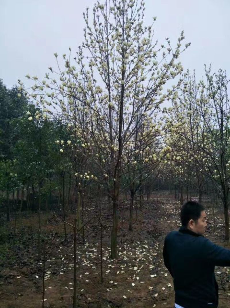 玉兰树18~20cm
