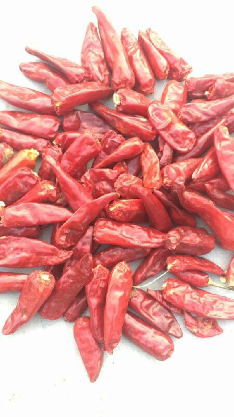 子弹头辣椒2~5厘米中辣红有下通货，