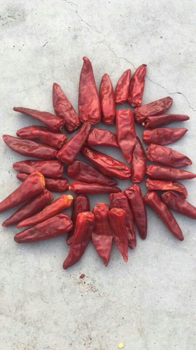 子弹头辣椒2~5厘米中辣红有下通货，
