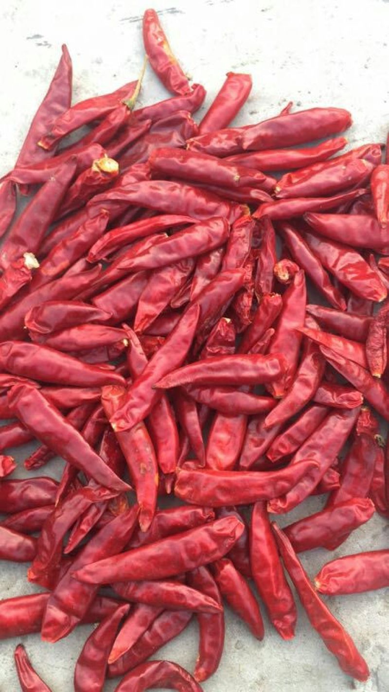 高辣天问五号2~5厘米高辣辣椒辣度四万