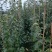 梨树苗梨树苗3~8cm大量供应中