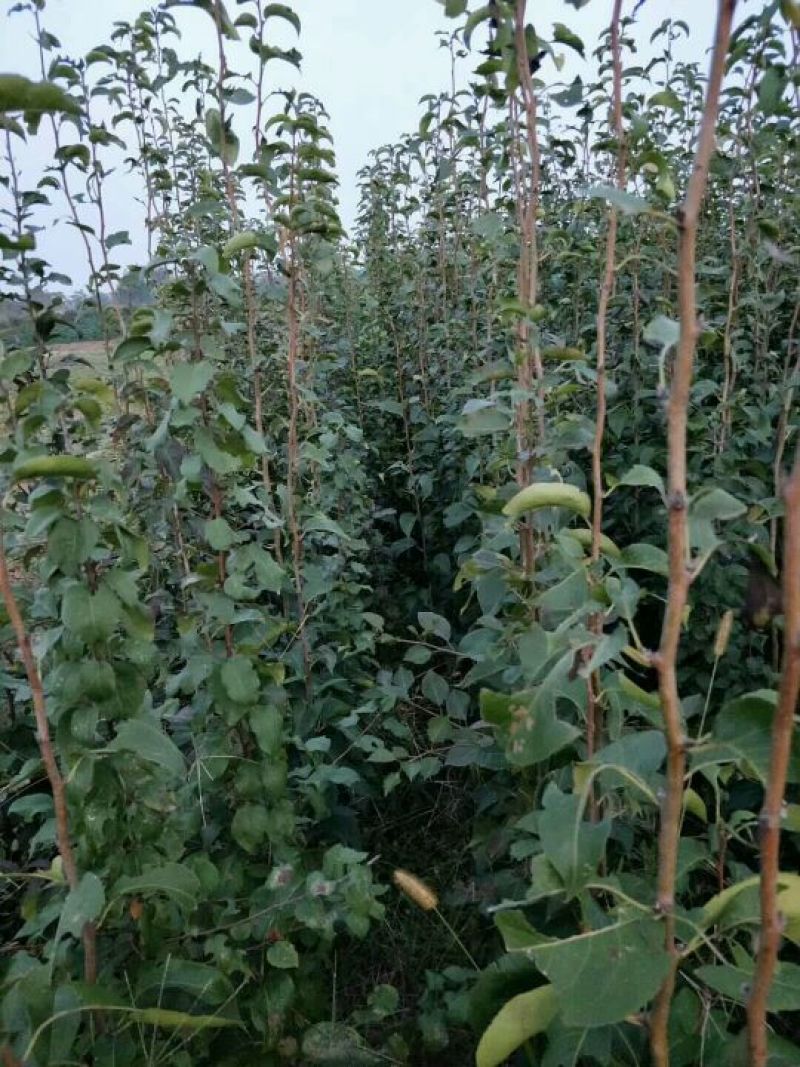 梨树苗梨树苗3~8cm大量供应中