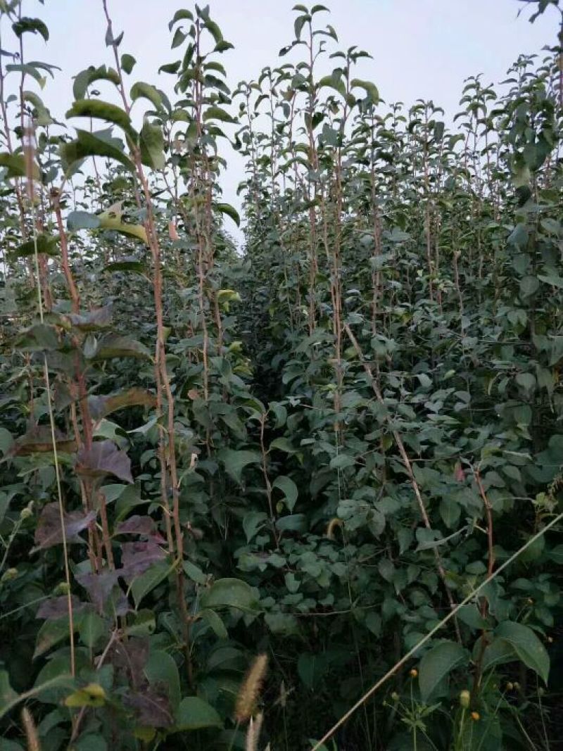 梨树苗梨树苗3~8cm大量供应中