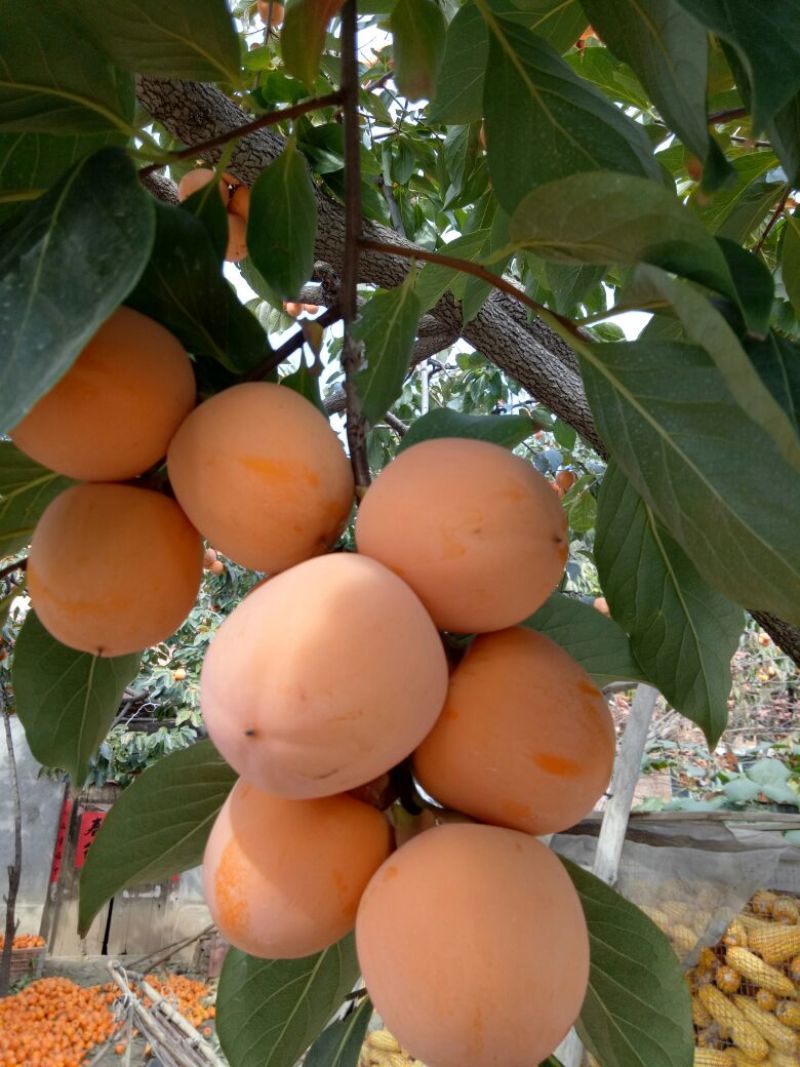 柿饼2~2.5两