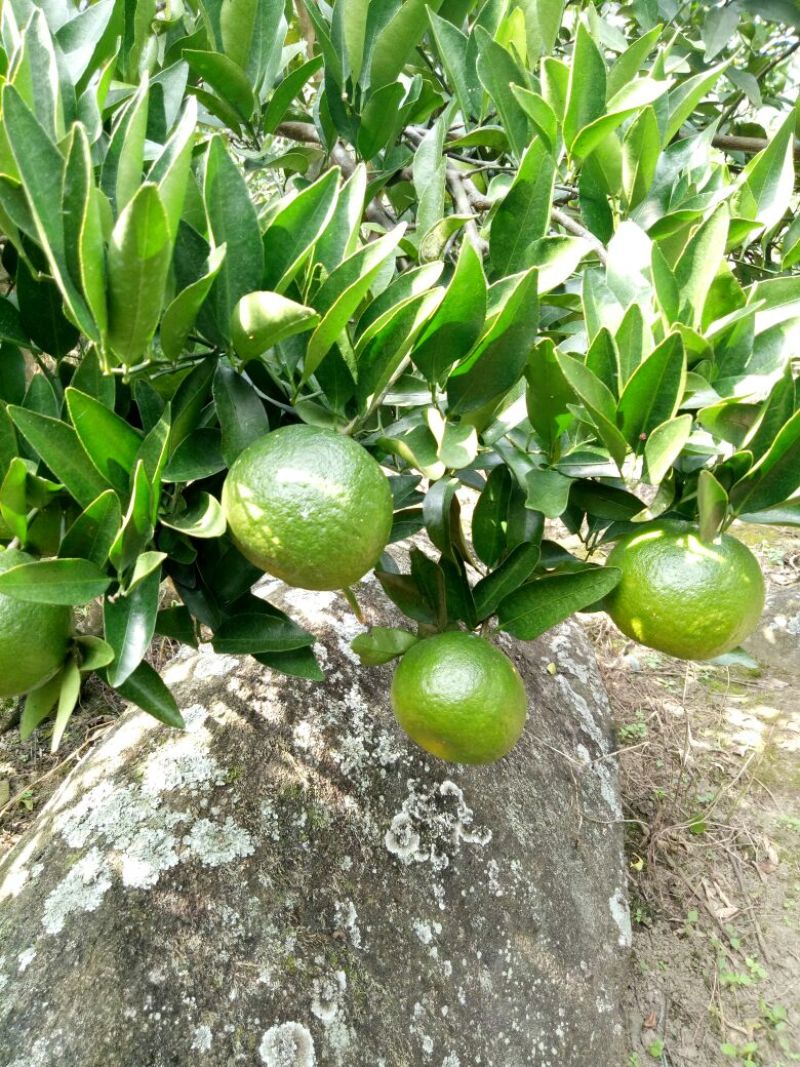 椪柑6.5~7cm