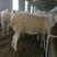 绵羊羔免费运输，保证成活率，适应能力强