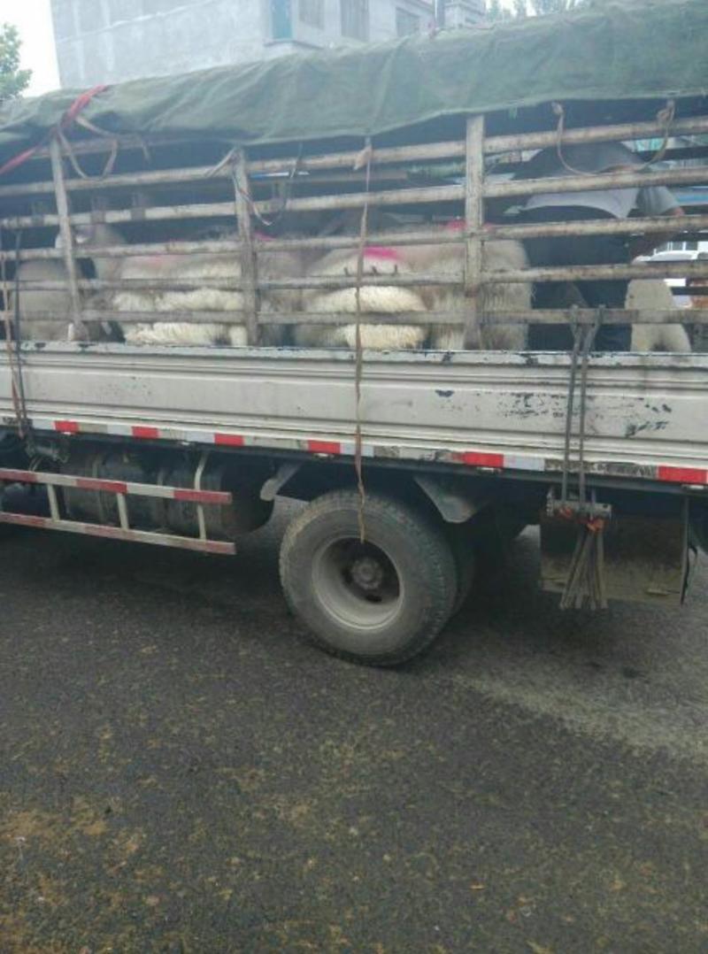 绵羊羔免费运输，保证成活率，适应能力强
