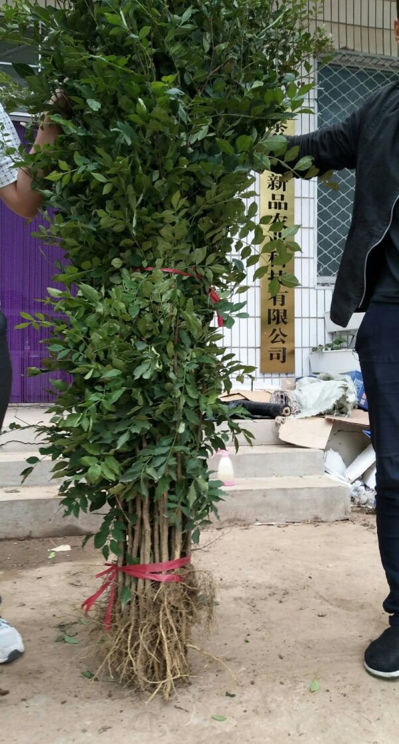 花椒苗1-3年苗大红袍，狮子头，无刺花椒
