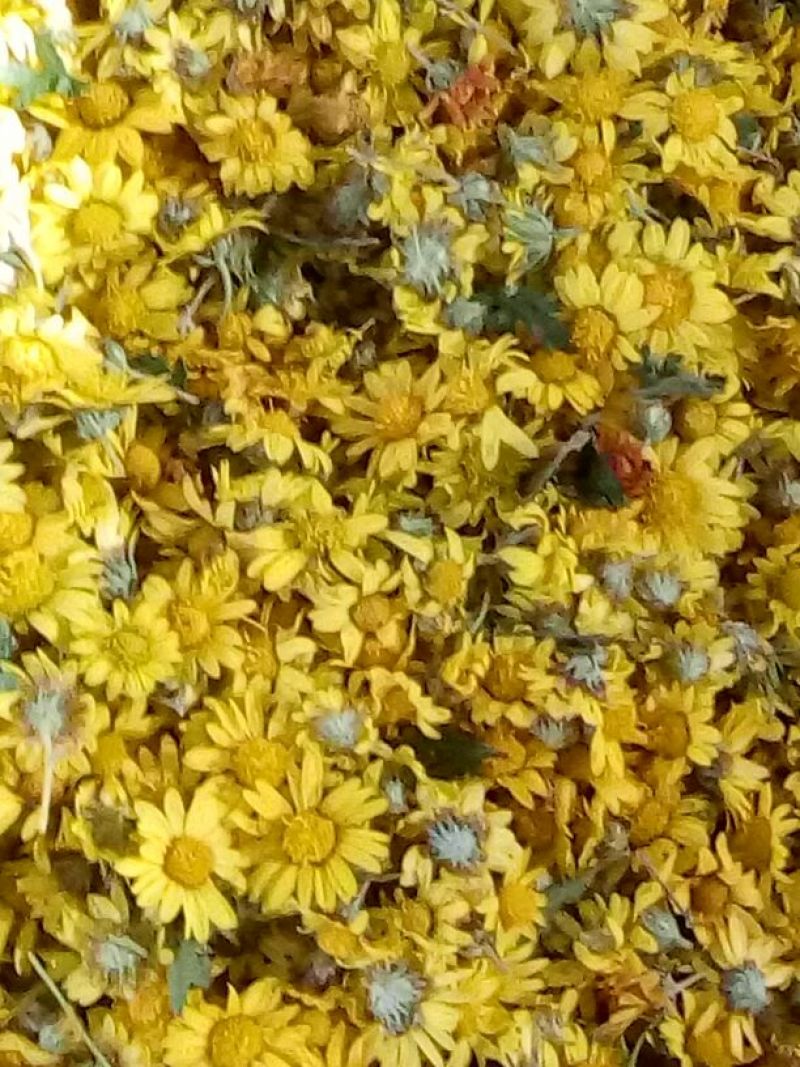 野菊花散装