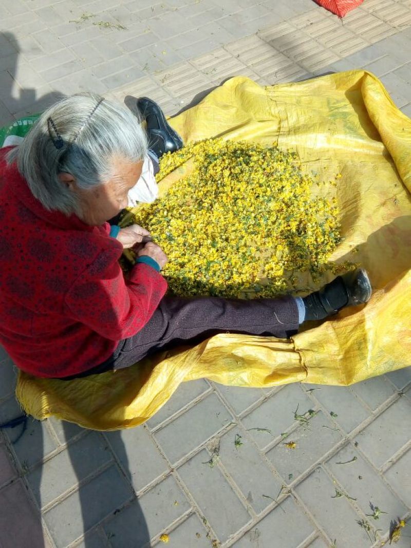 野菊花散装
