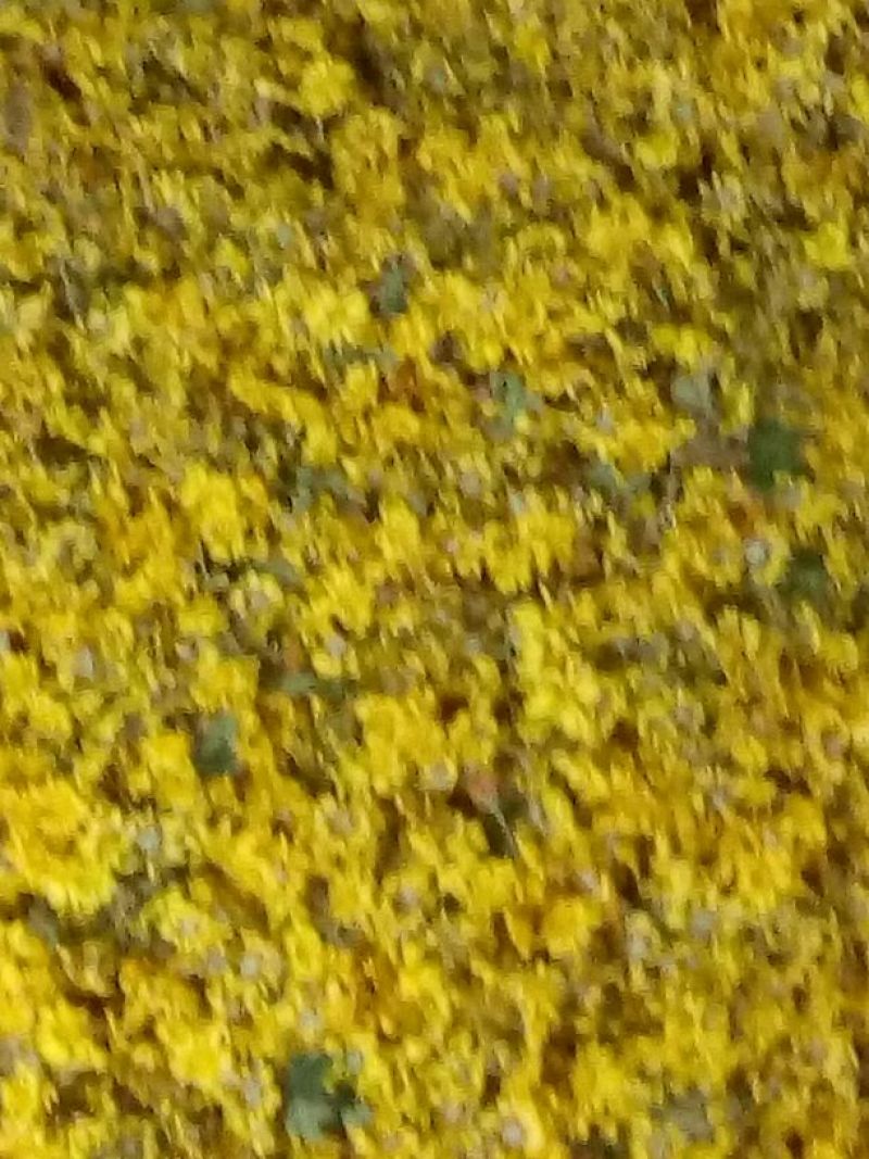 野菊花散装