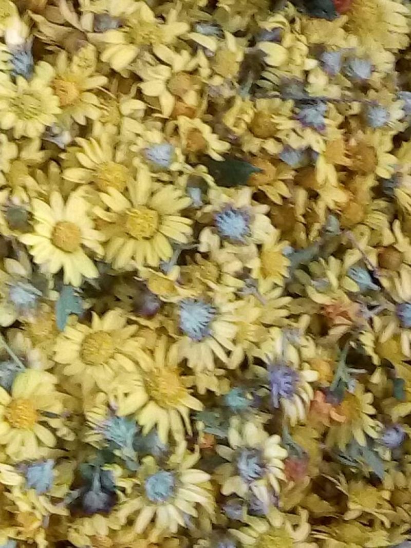野菊花散装