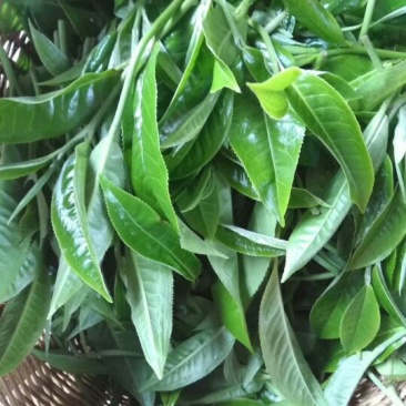 古树茶一级