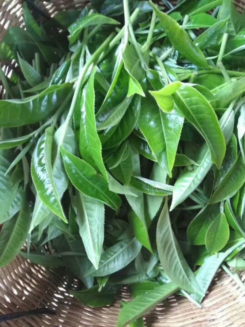 古树茶一级