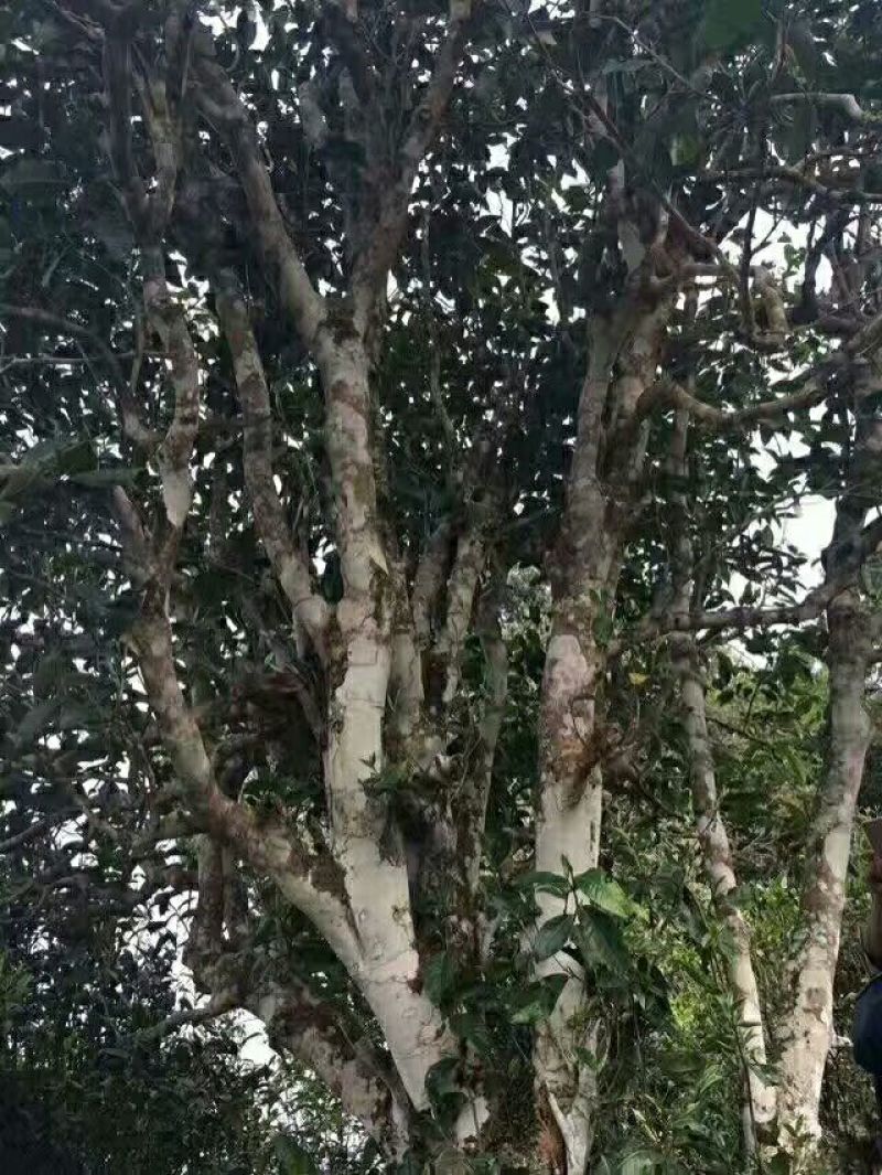 古树茶一级