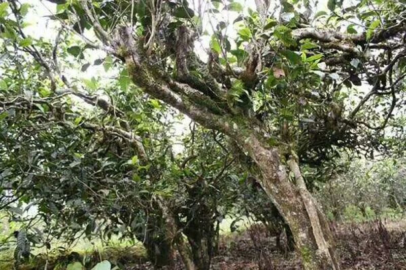 古树茶一级