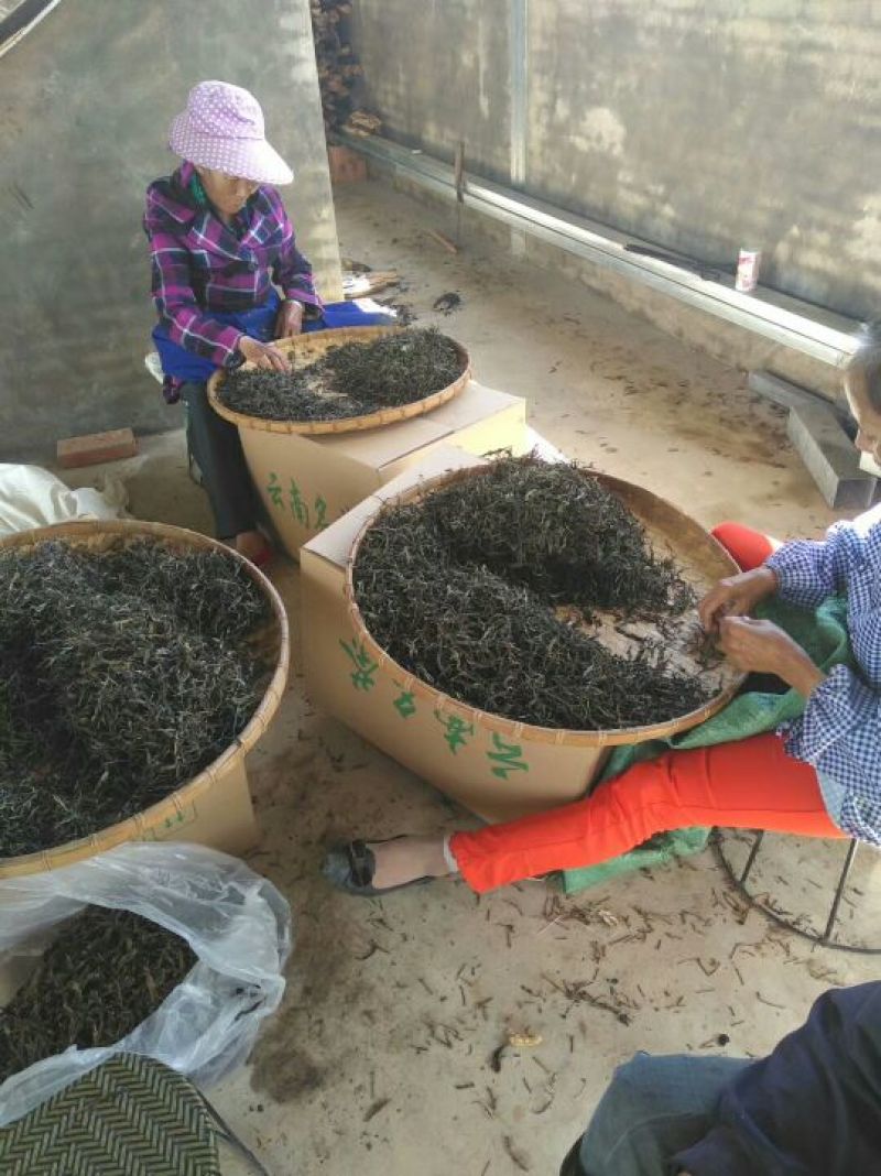 古树茶一级