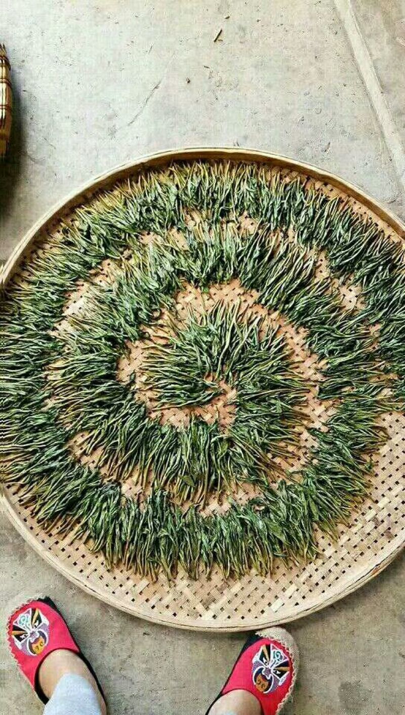 古树茶一级