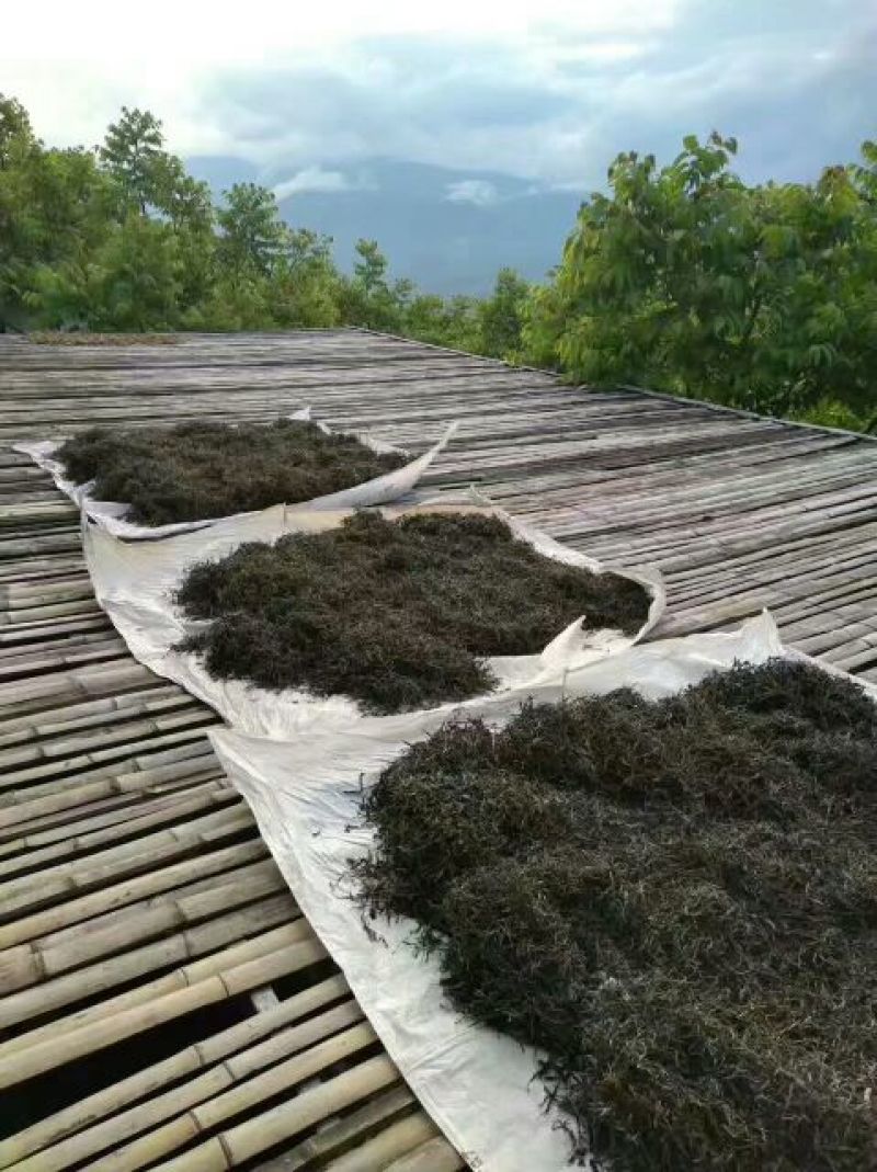 古树茶一级