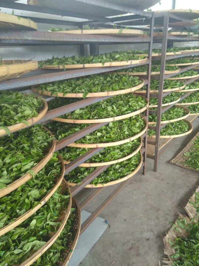 古树茶一级