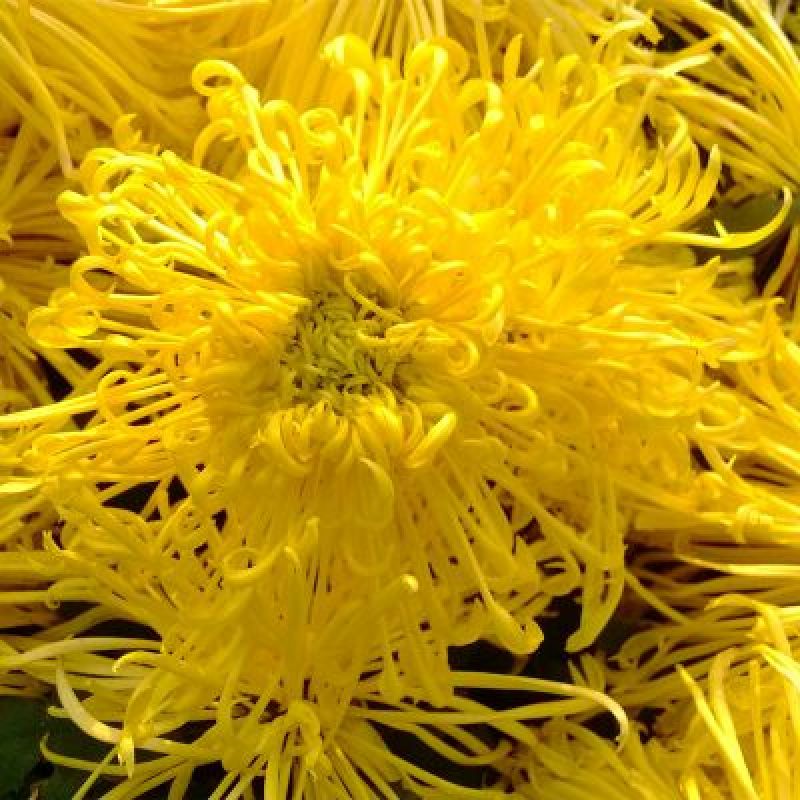 花茶