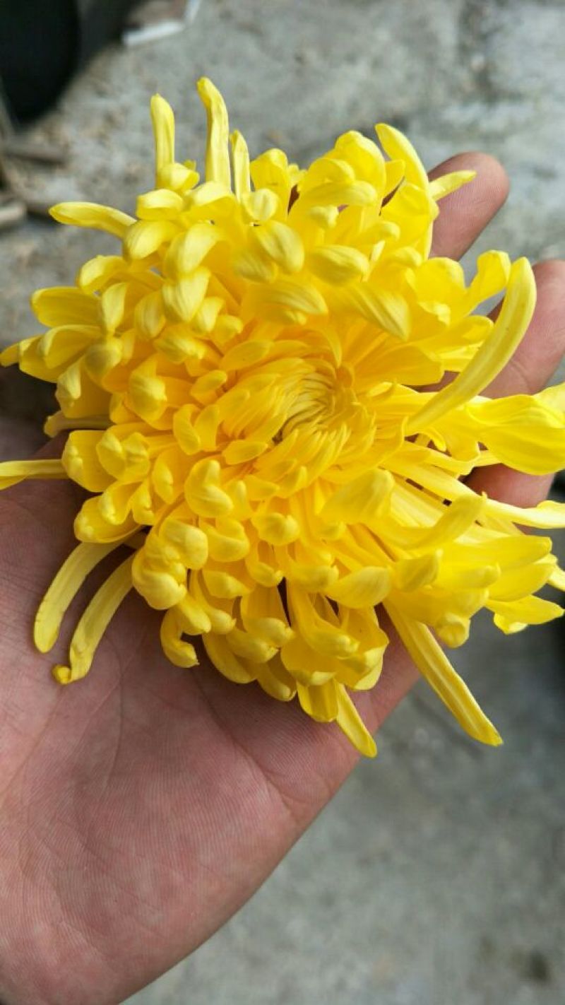 菊花茶